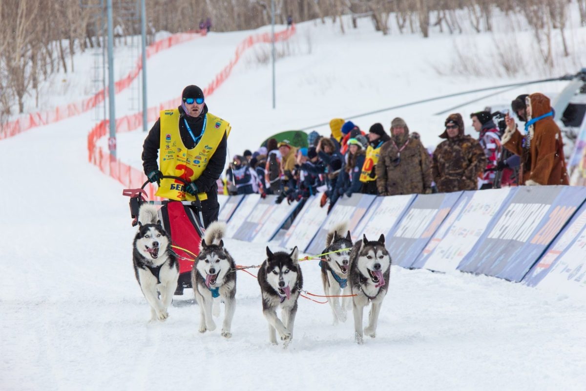 Cuoc dua cho keo xe khac nghiet nhat the gioi hinh anh