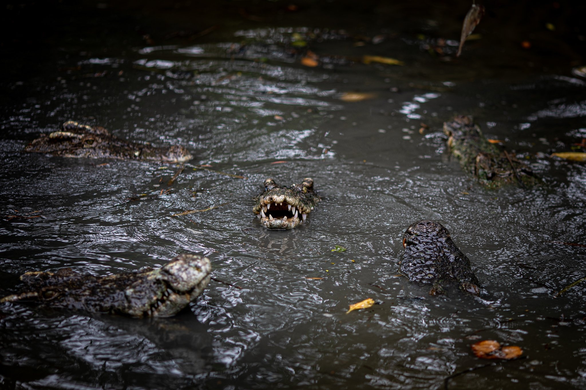 Khi tran ra duong o Can Gio anh 24