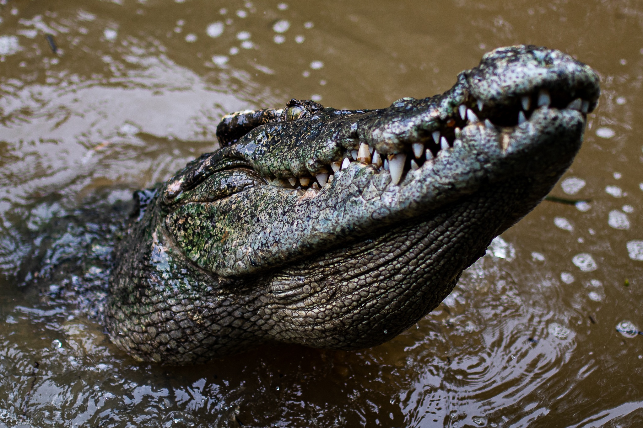 Khi tran ra duong o Can Gio anh 21