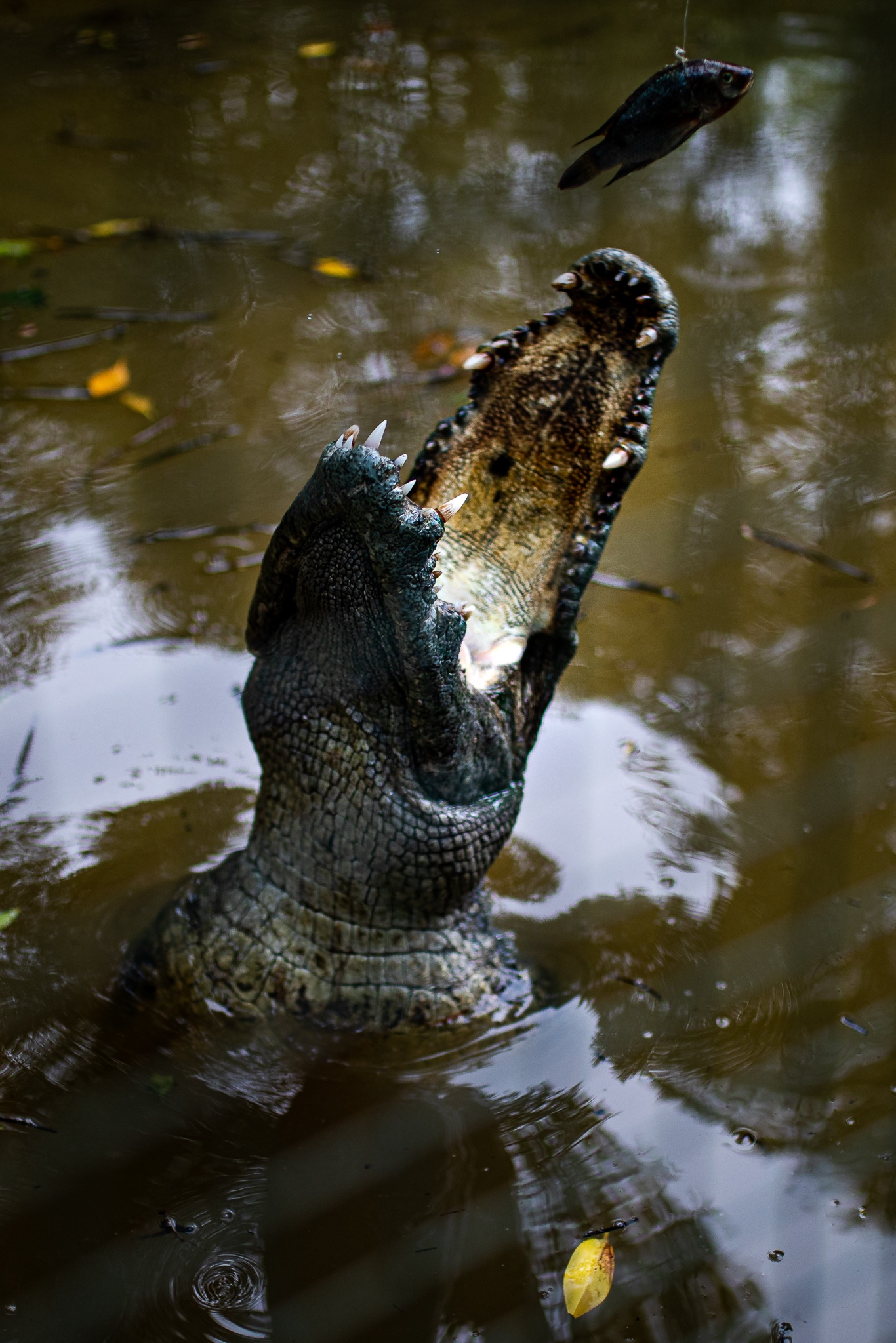 Khi tran ra duong o Can Gio anh 19