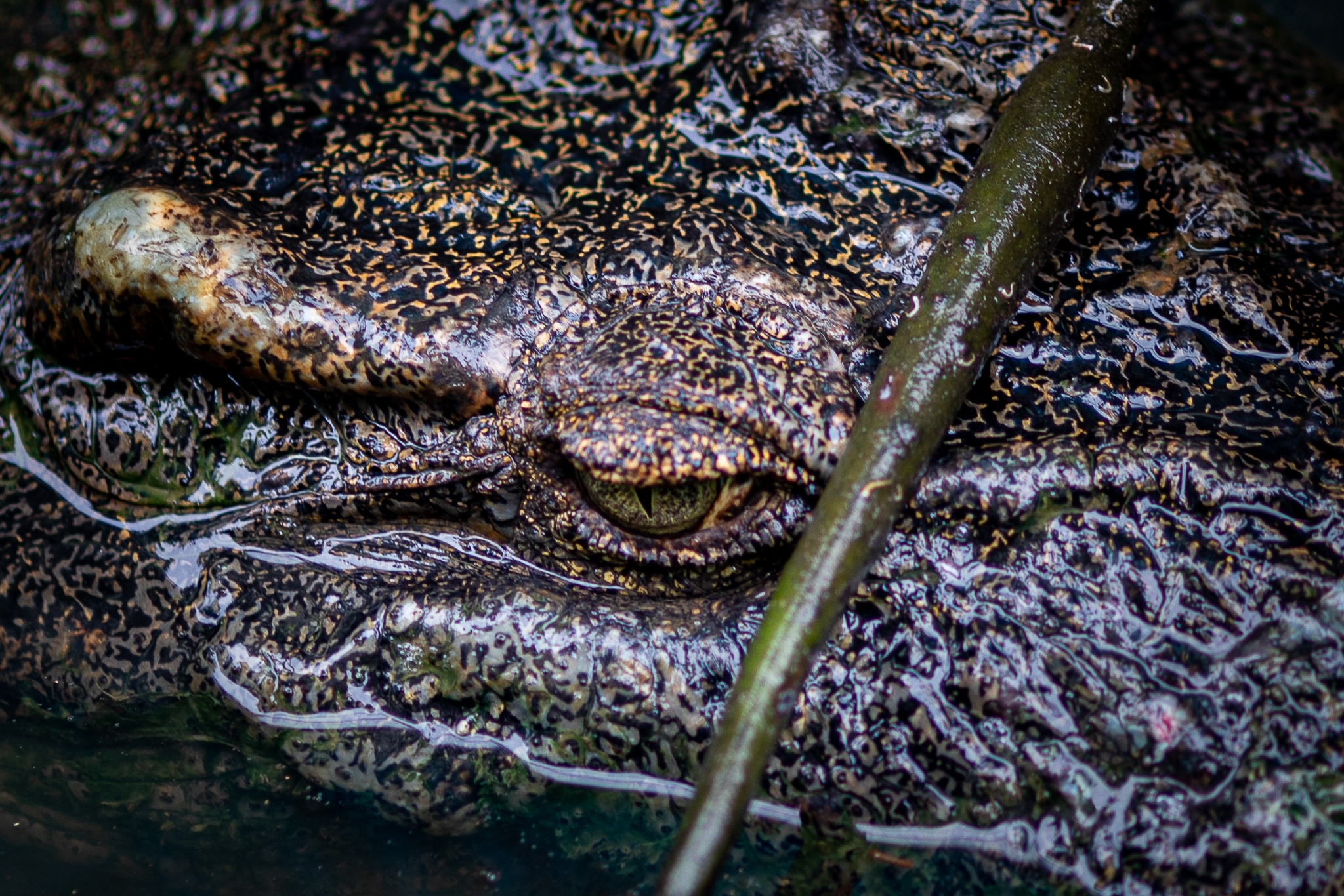 Khi tran ra duong o Can Gio anh 22