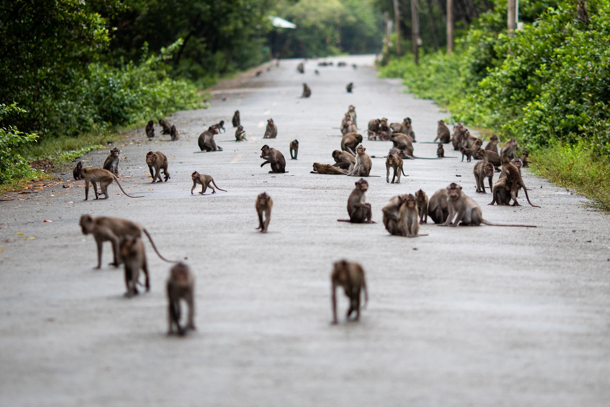 Khi tran ra duong o Can Gio anh 1