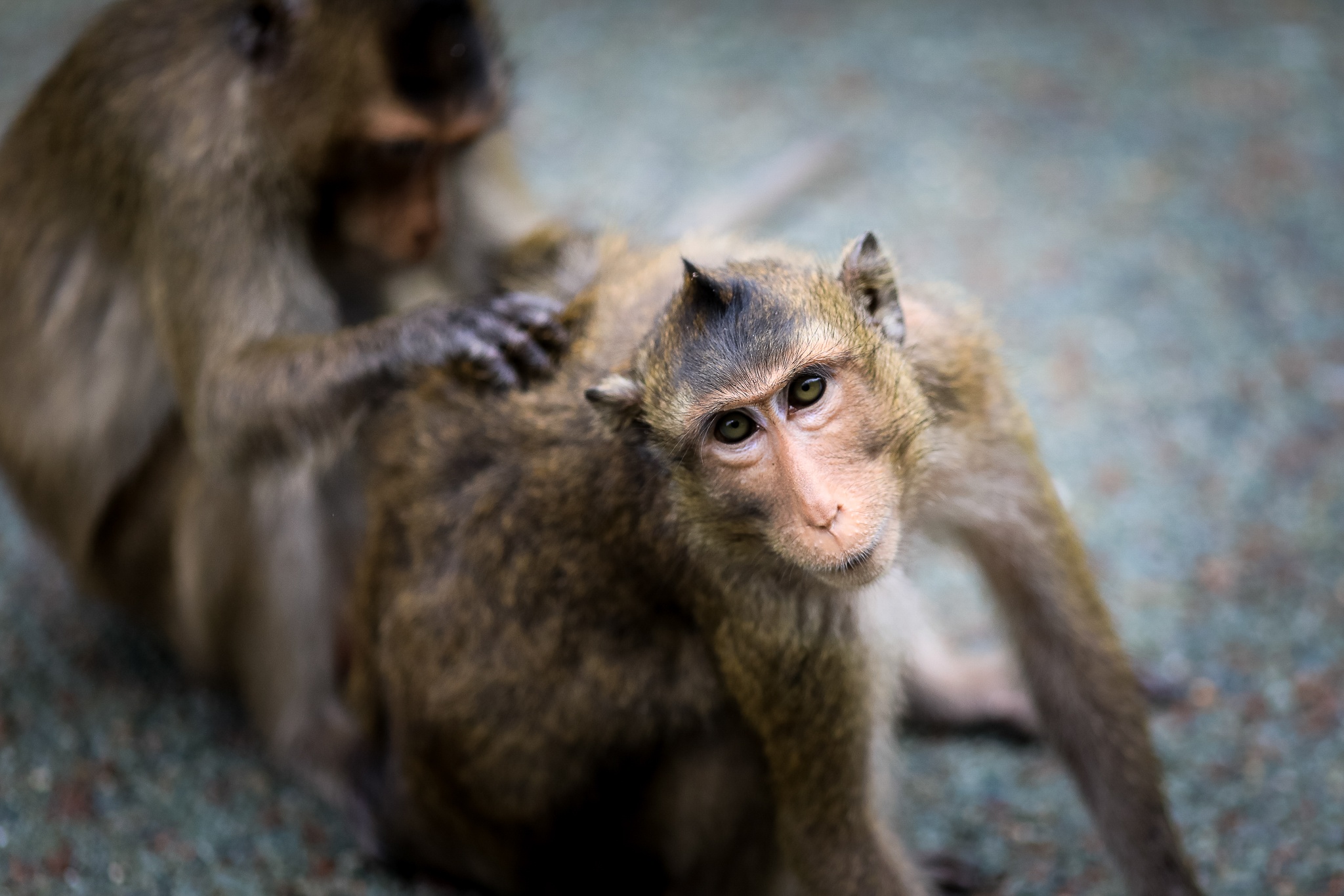 Khi tran ra duong o Can Gio anh 10