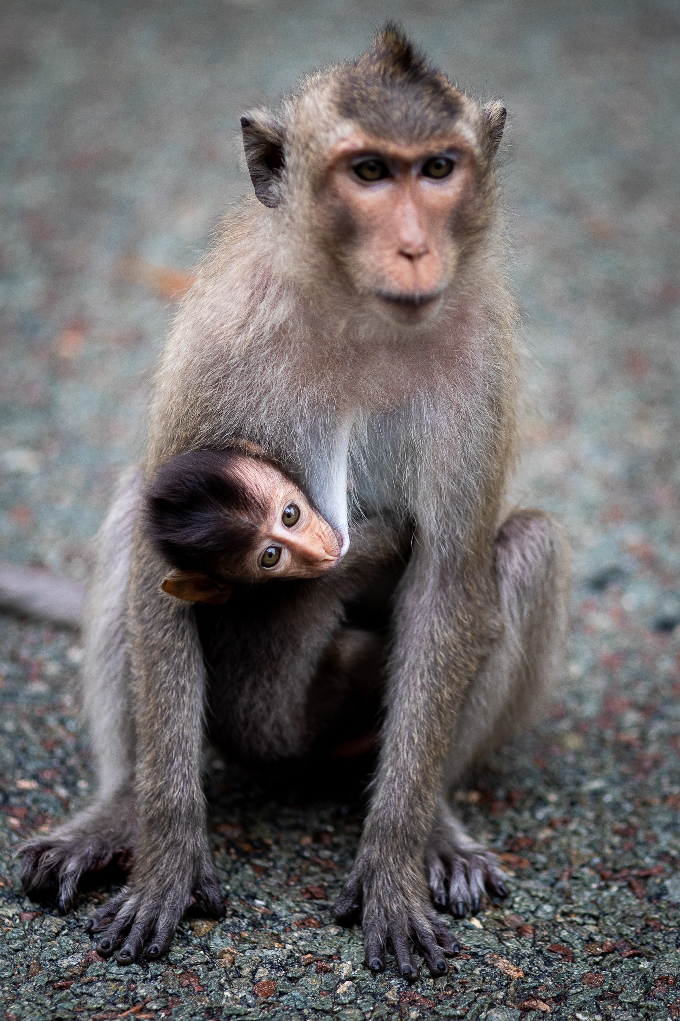 Khi tran ra duong o Can Gio anh 3