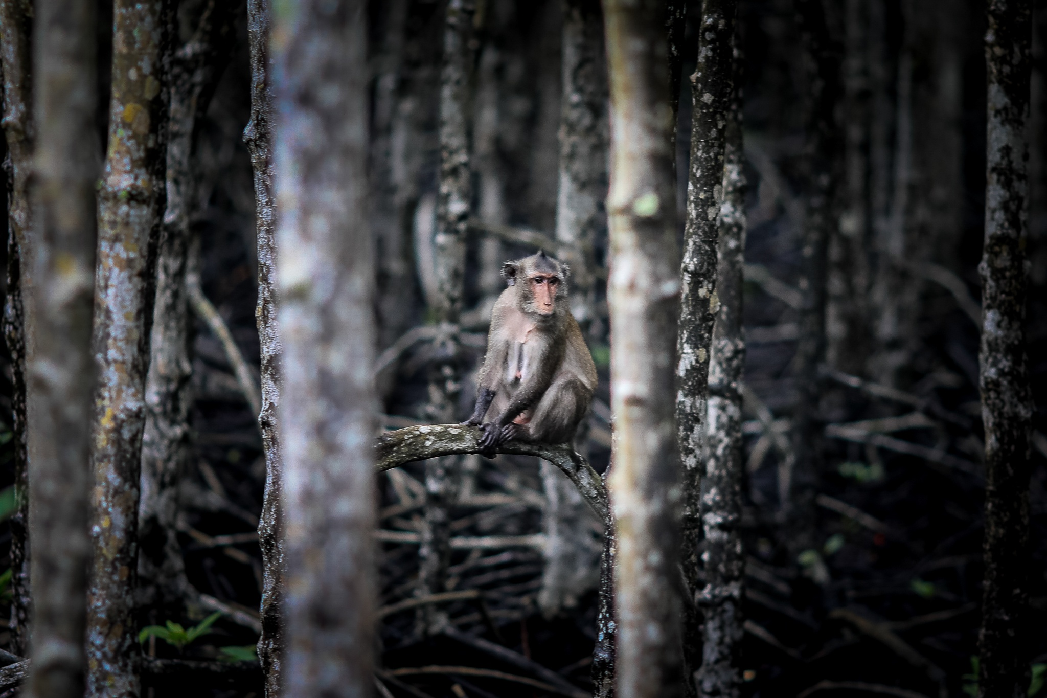 Khi tran ra duong o Can Gio anh 13