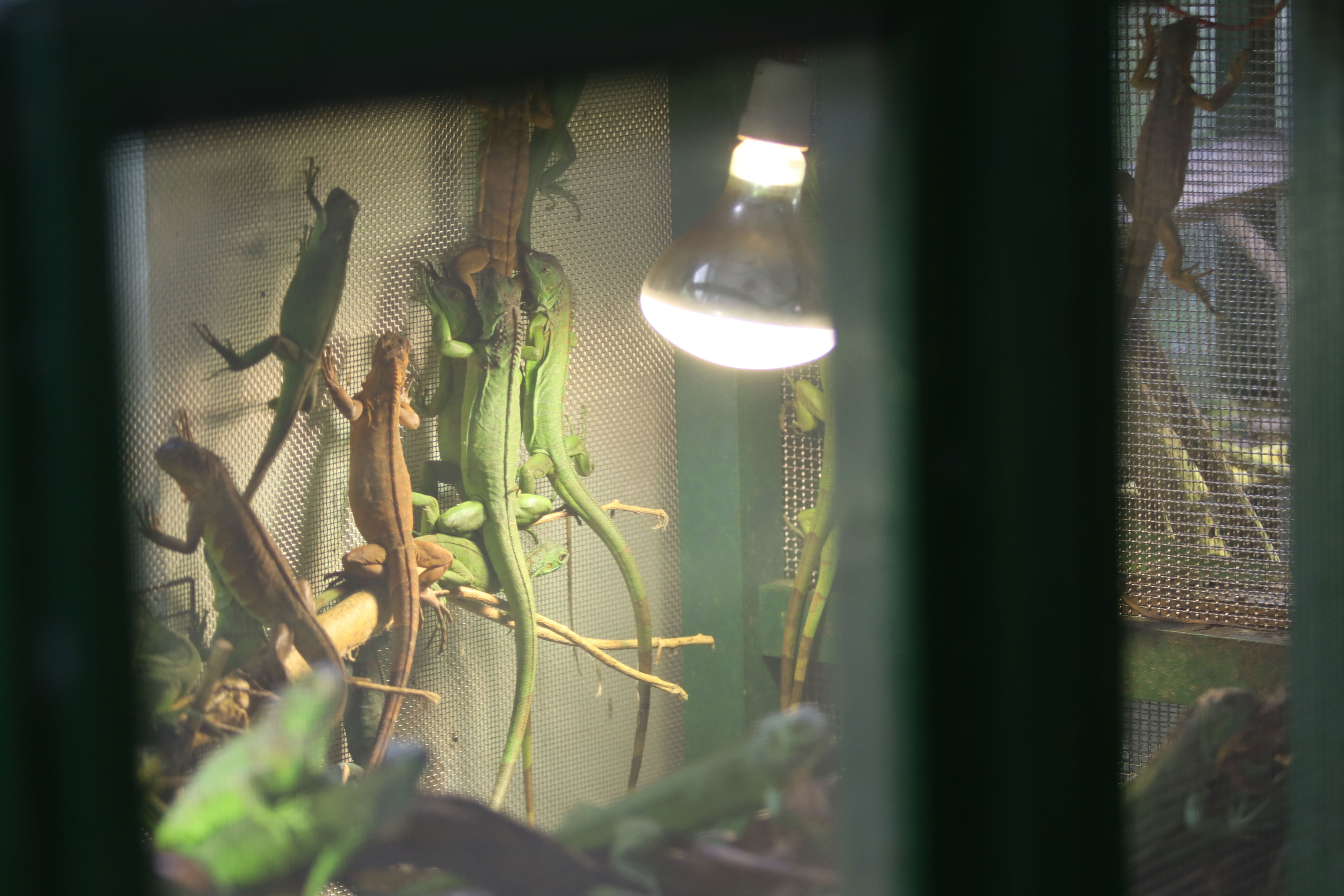 thao cam vien TP.HCM mua dich anh 13