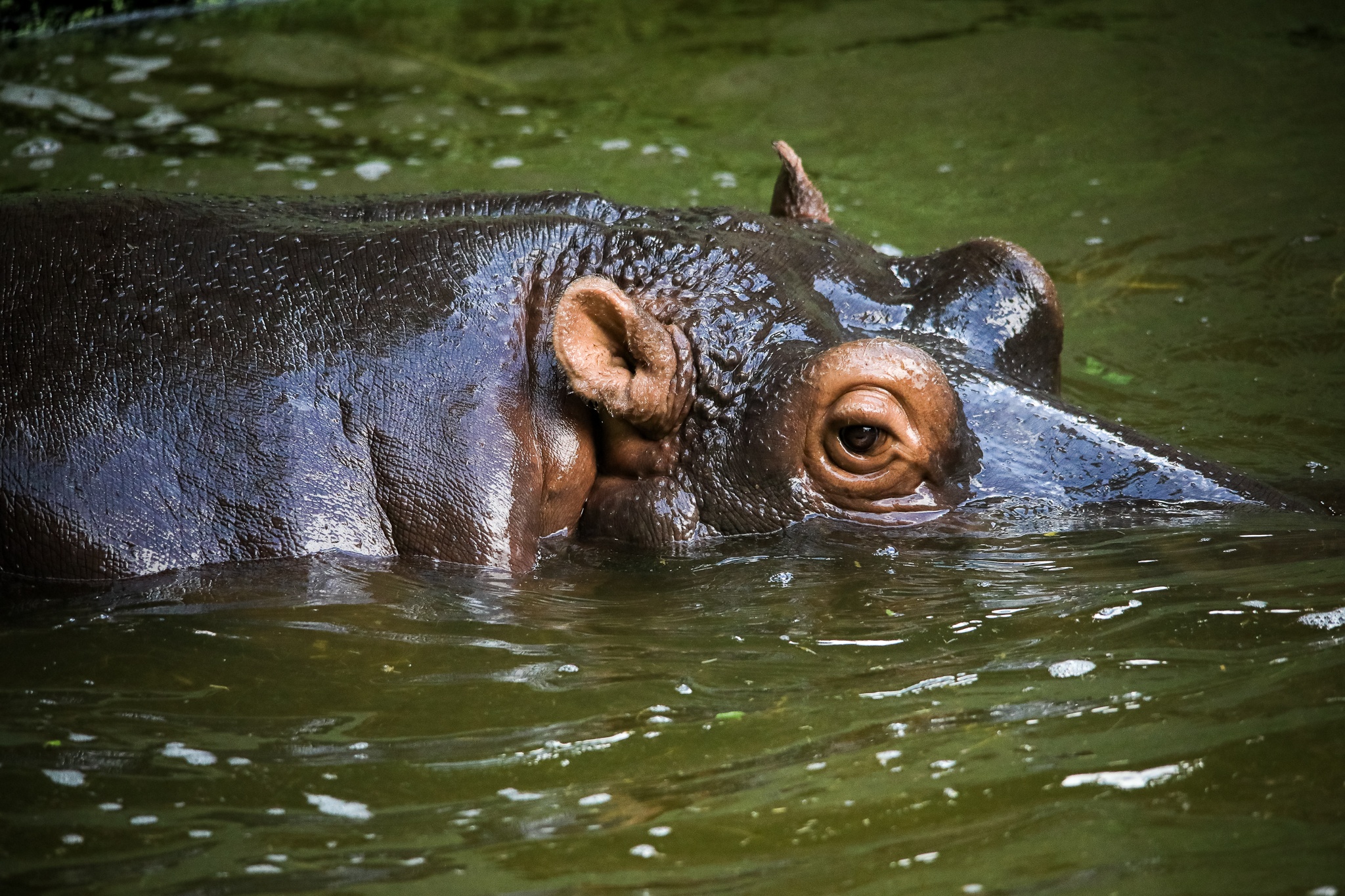 thao cam vien TP.HCM mua dich anh 14