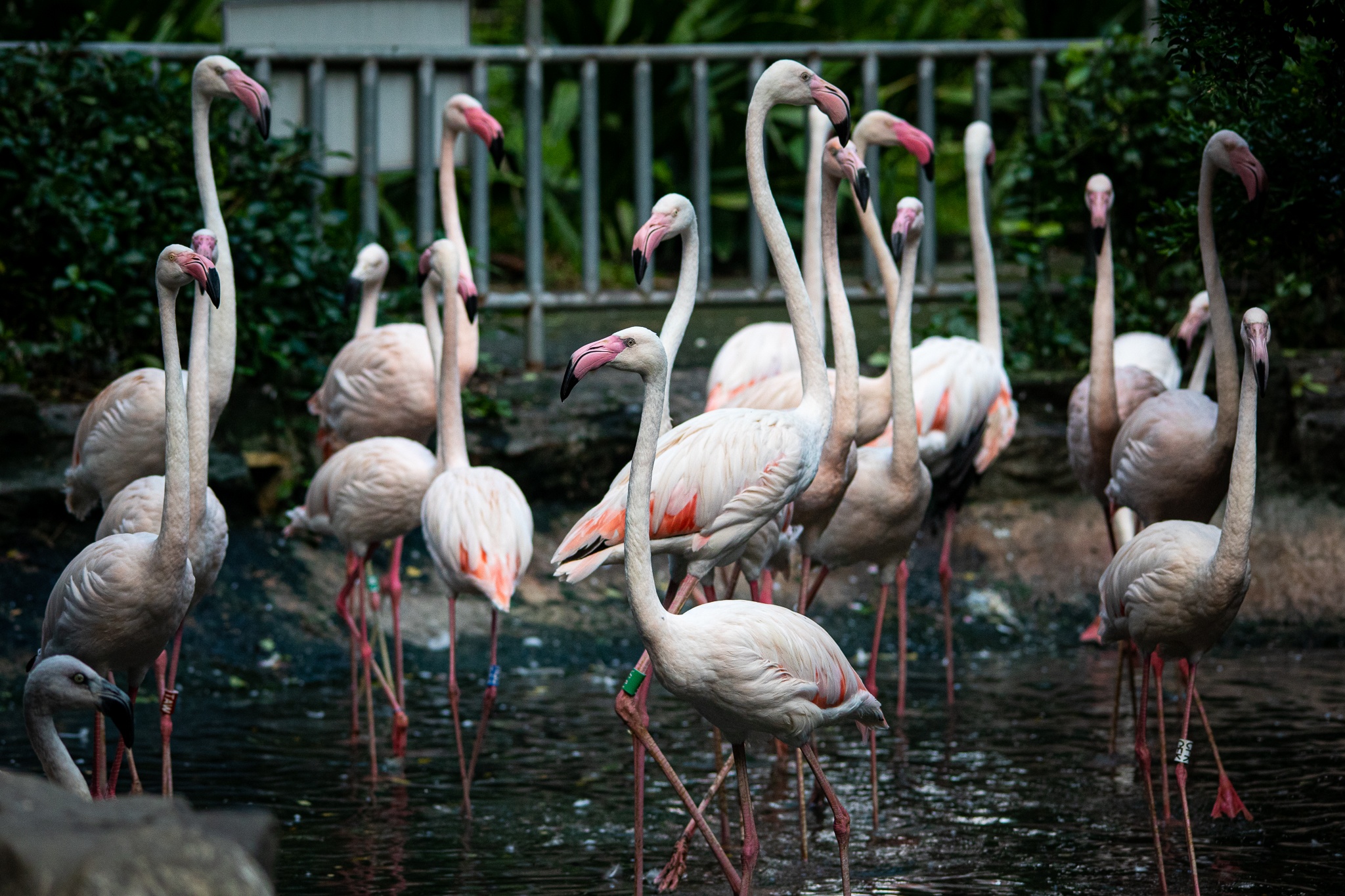 thao cam vien TP.HCM mua dich anh 1