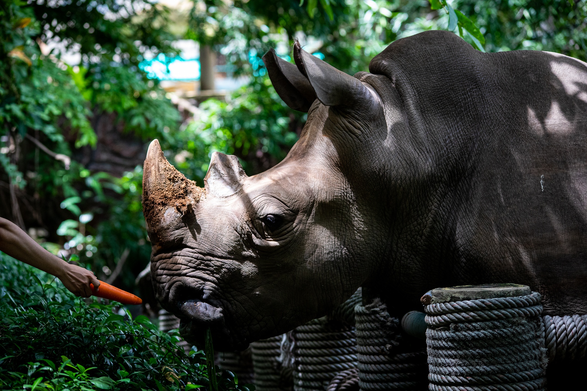 thao cam vien TP.HCM mua dich anh 29