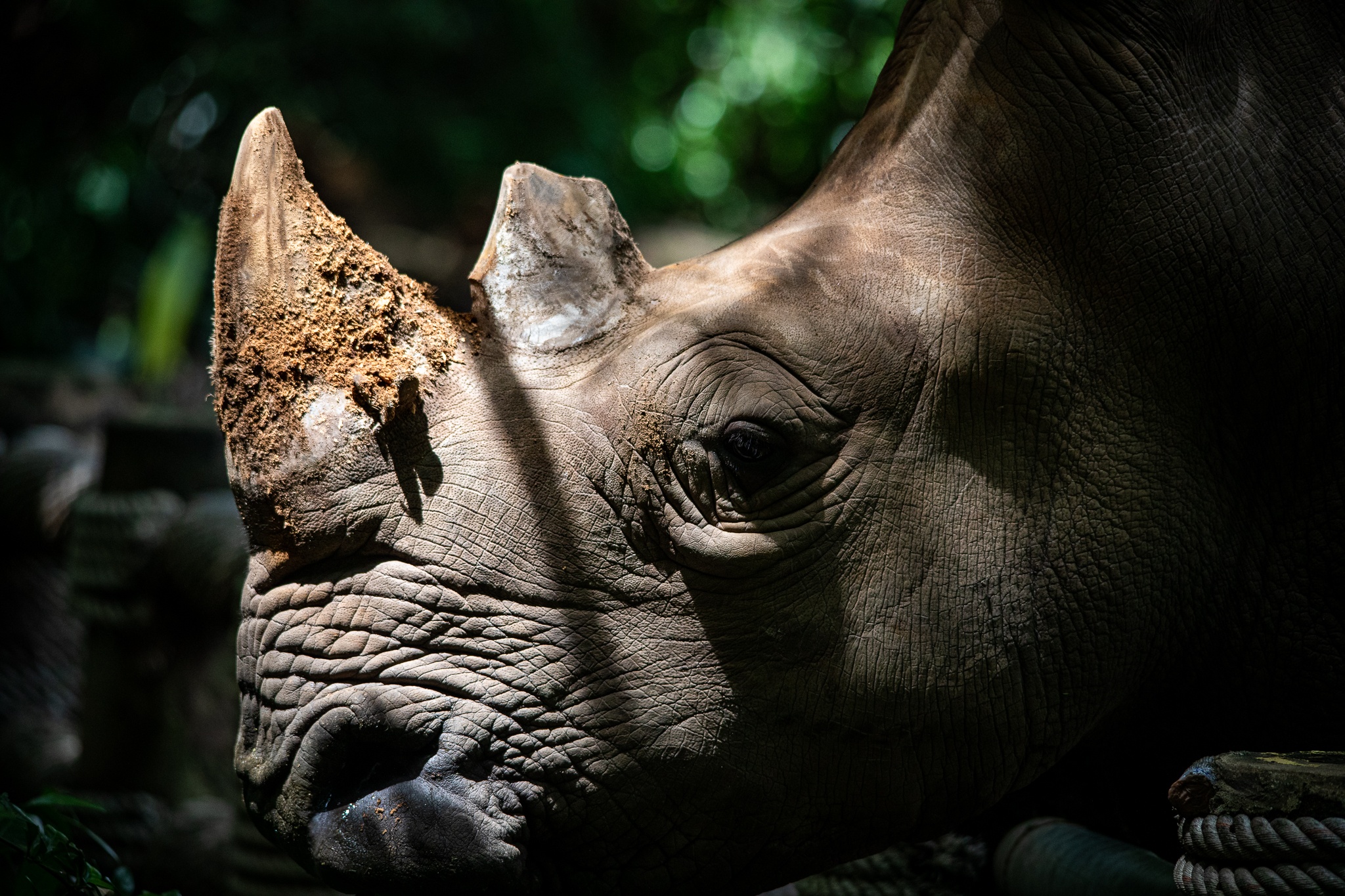 thao cam vien TP.HCM mua dich anh 17