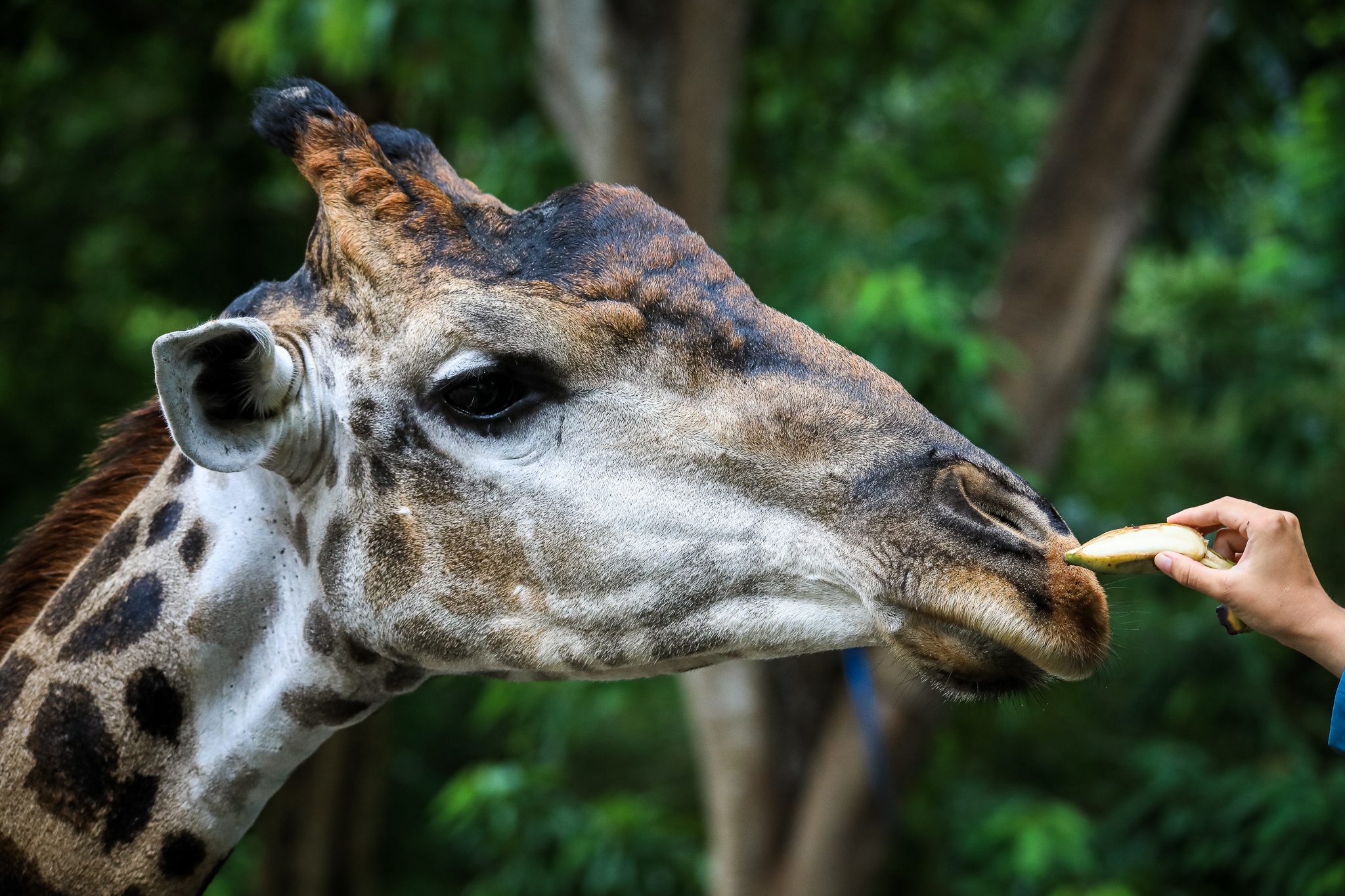 thao cam vien TP.HCM mua dich anh 27