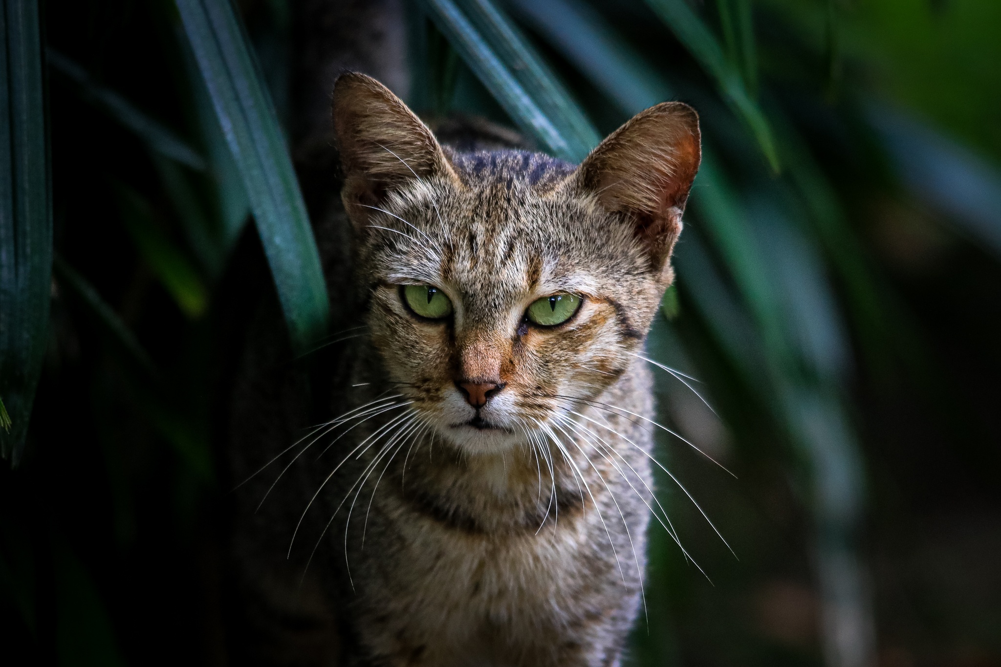 thao cam vien TP.HCM mua dich anh 10