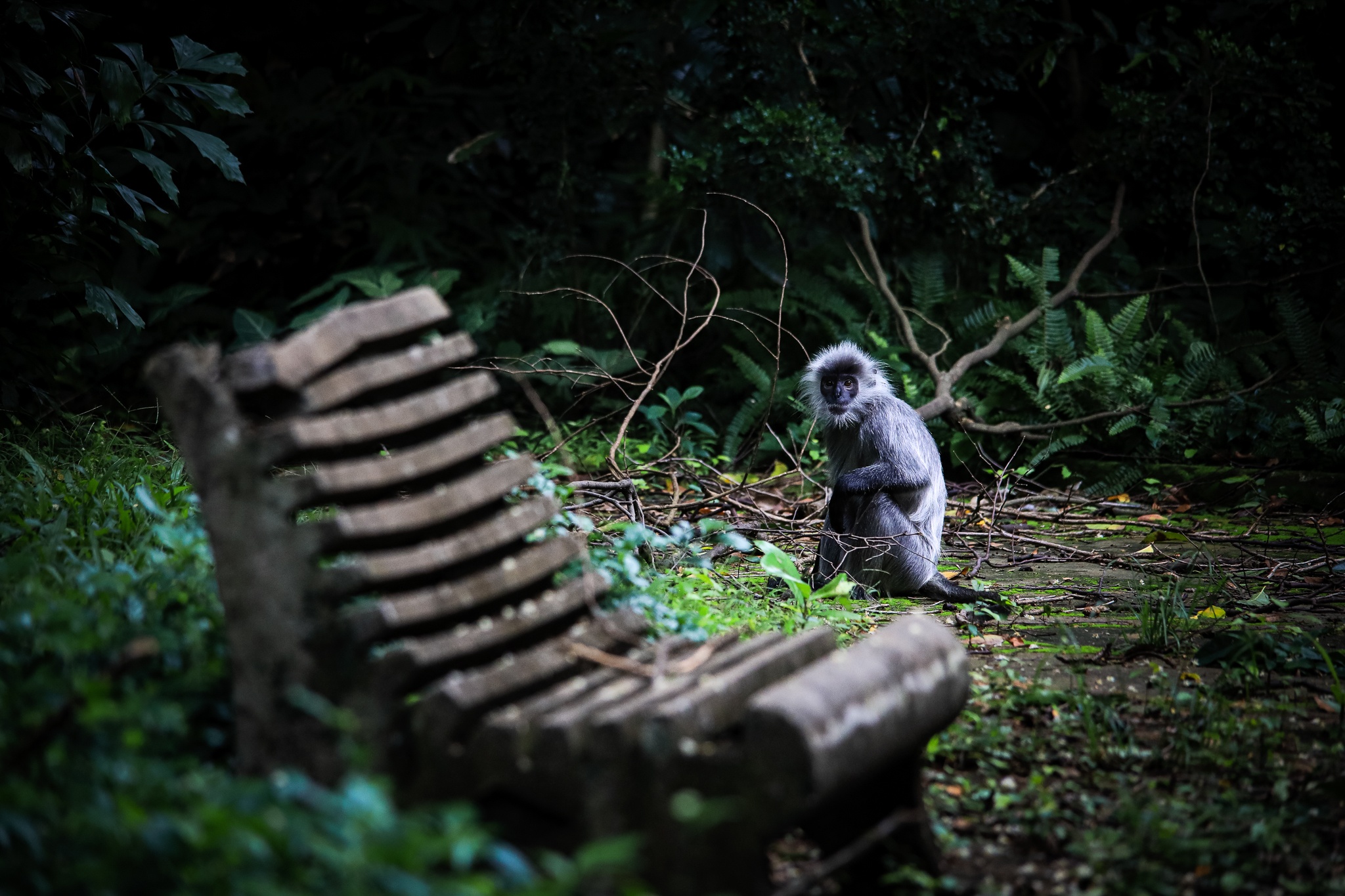 thao cam vien TP.HCM mua dich anh 2