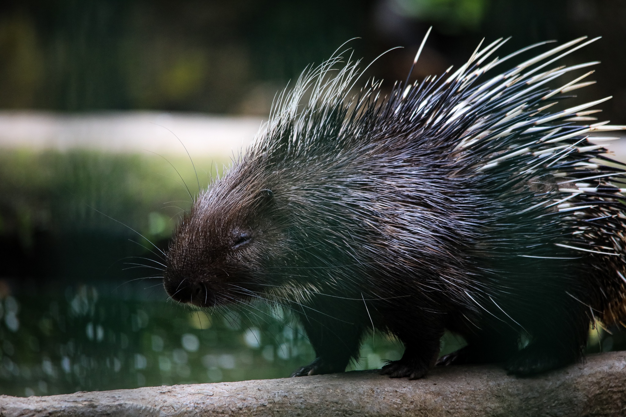 thao cam vien TP.HCM mua dich anh 16