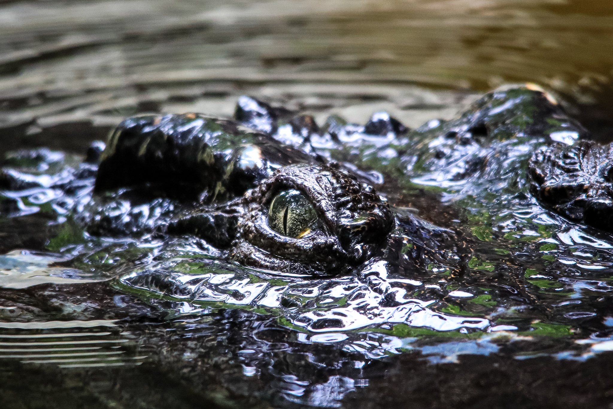 thao cam vien TP.HCM mua dich anh 12