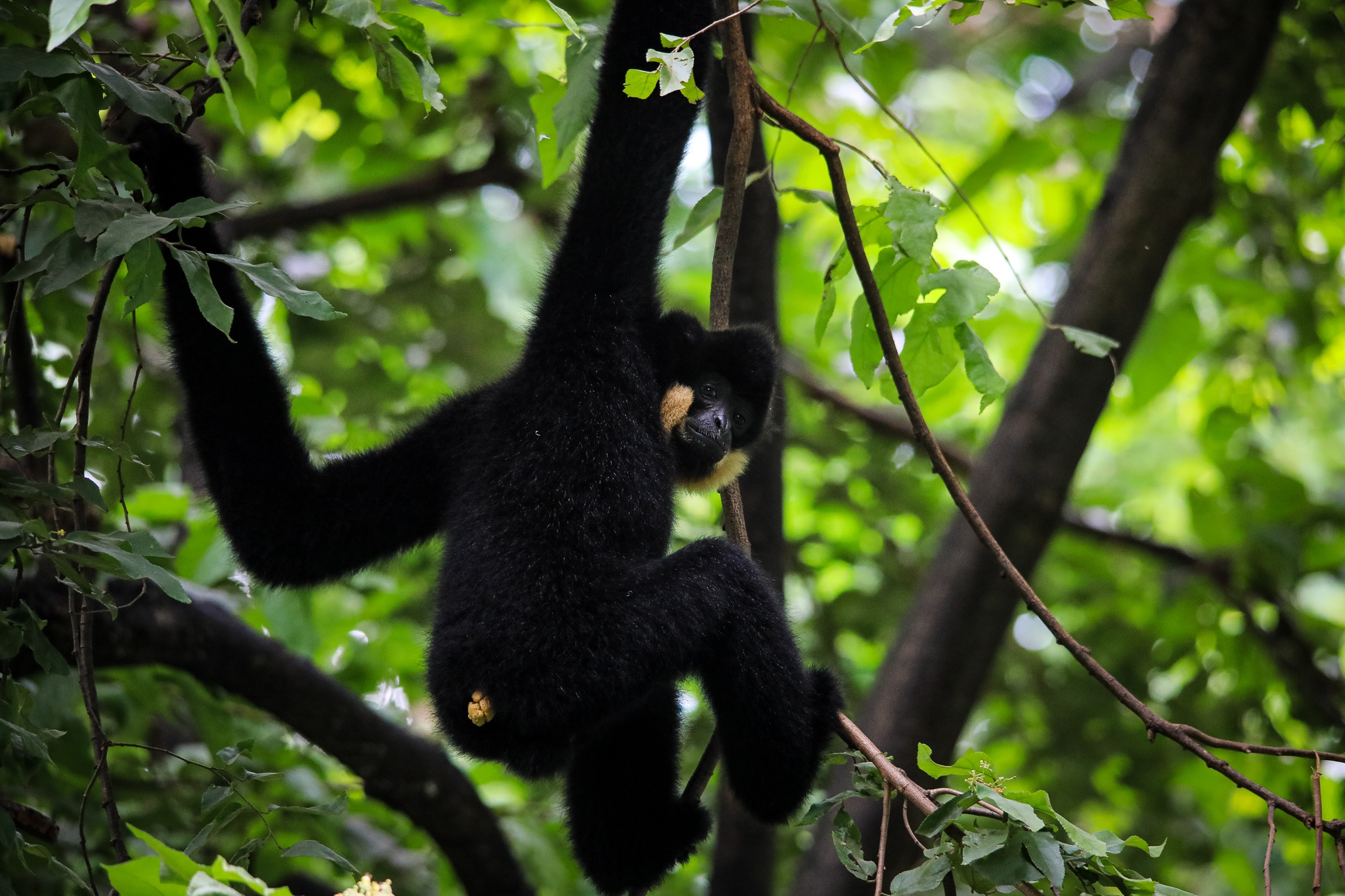 thao cam vien TP.HCM mua dich anh 15