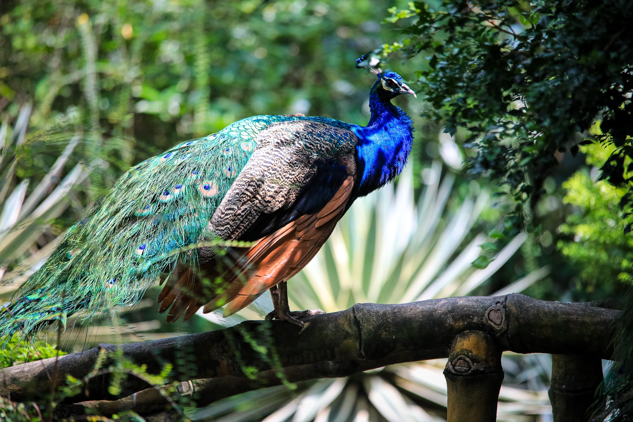 thao cam vien TP.HCM mua dich anh 4