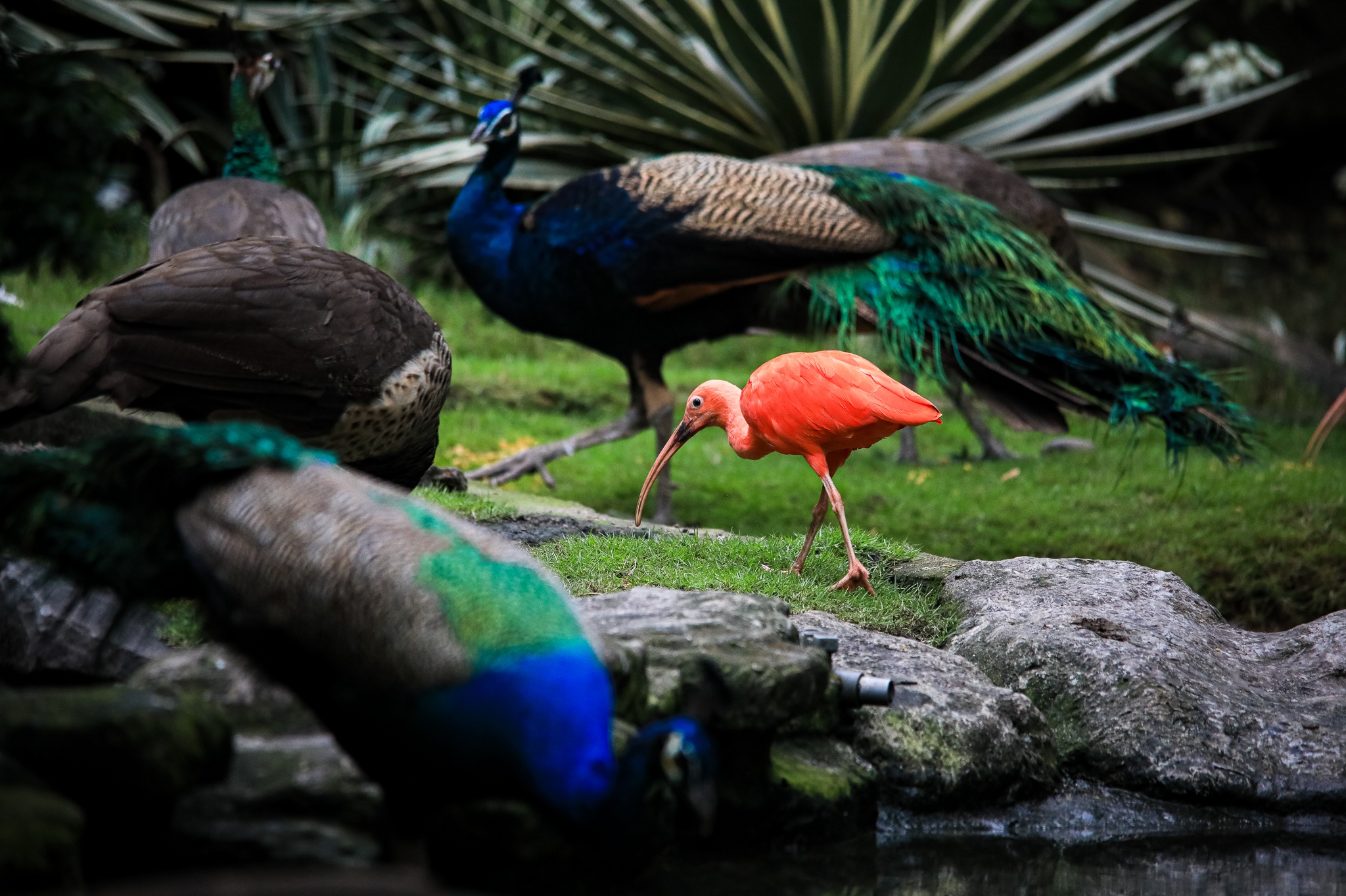 thao cam vien TP.HCM mua dich anh 5