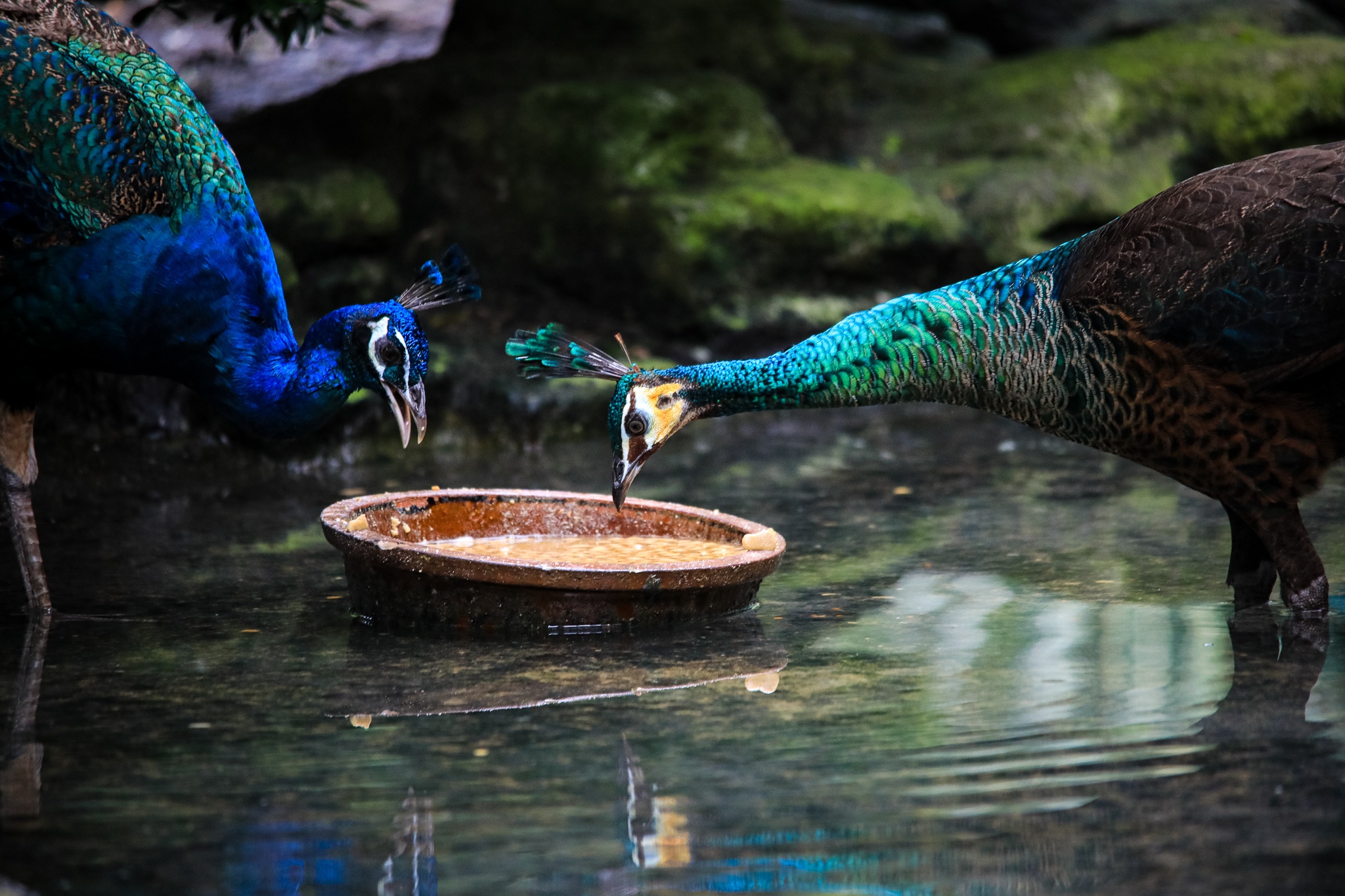 thao cam vien TP.HCM mua dich anh 6