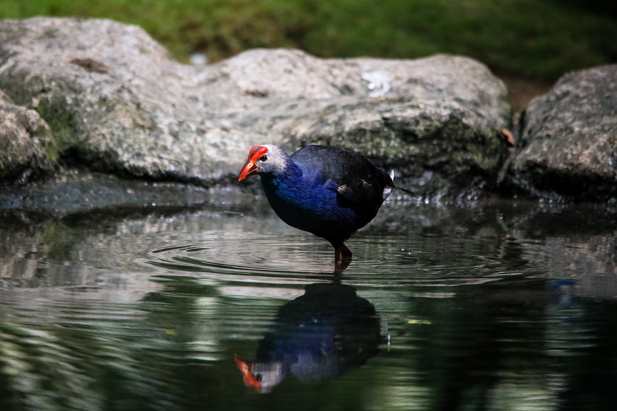 thao cam vien TP.HCM mua dich anh 8