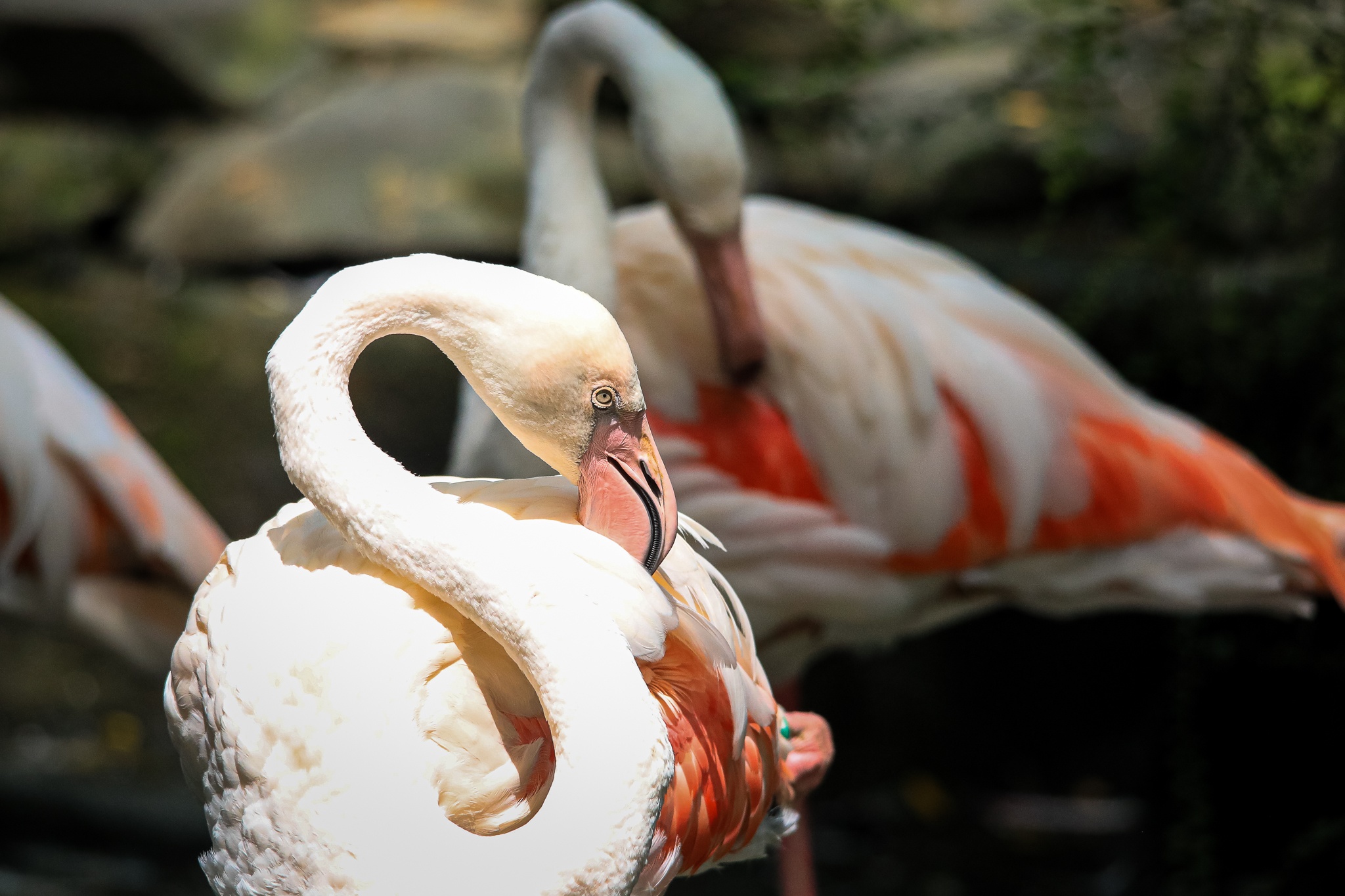 thao cam vien TP.HCM mua dich anh 7