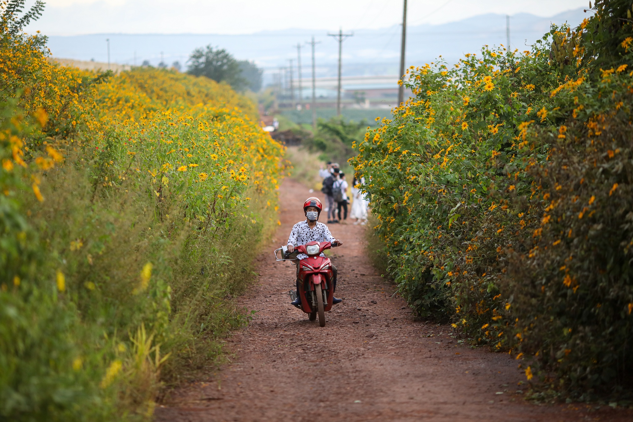 mua hoa da quy o Da Lat anh 18