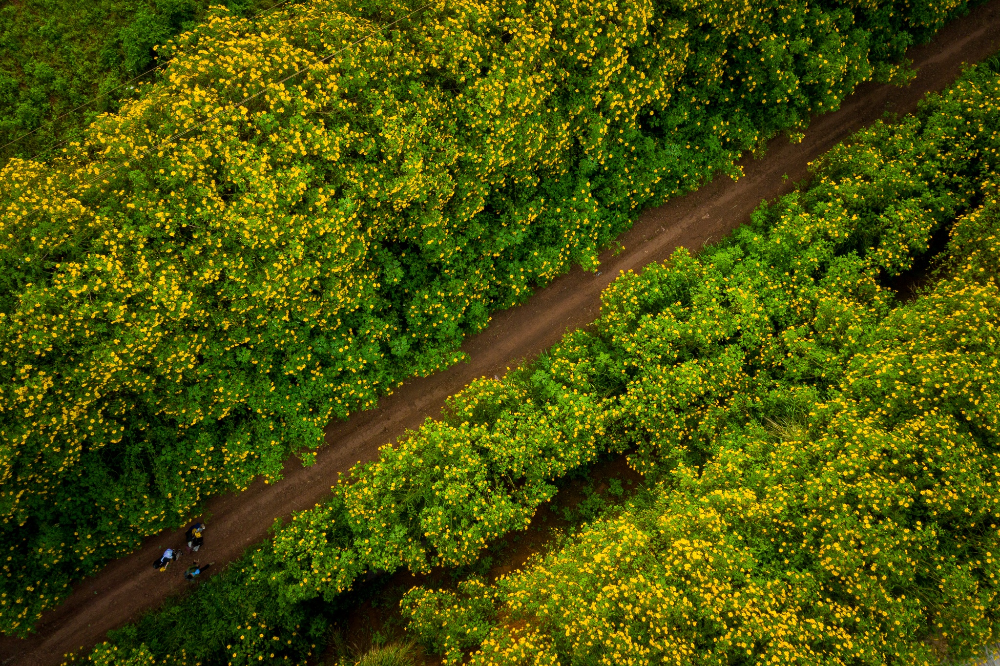 mua hoa da quy o Da Lat anh 1