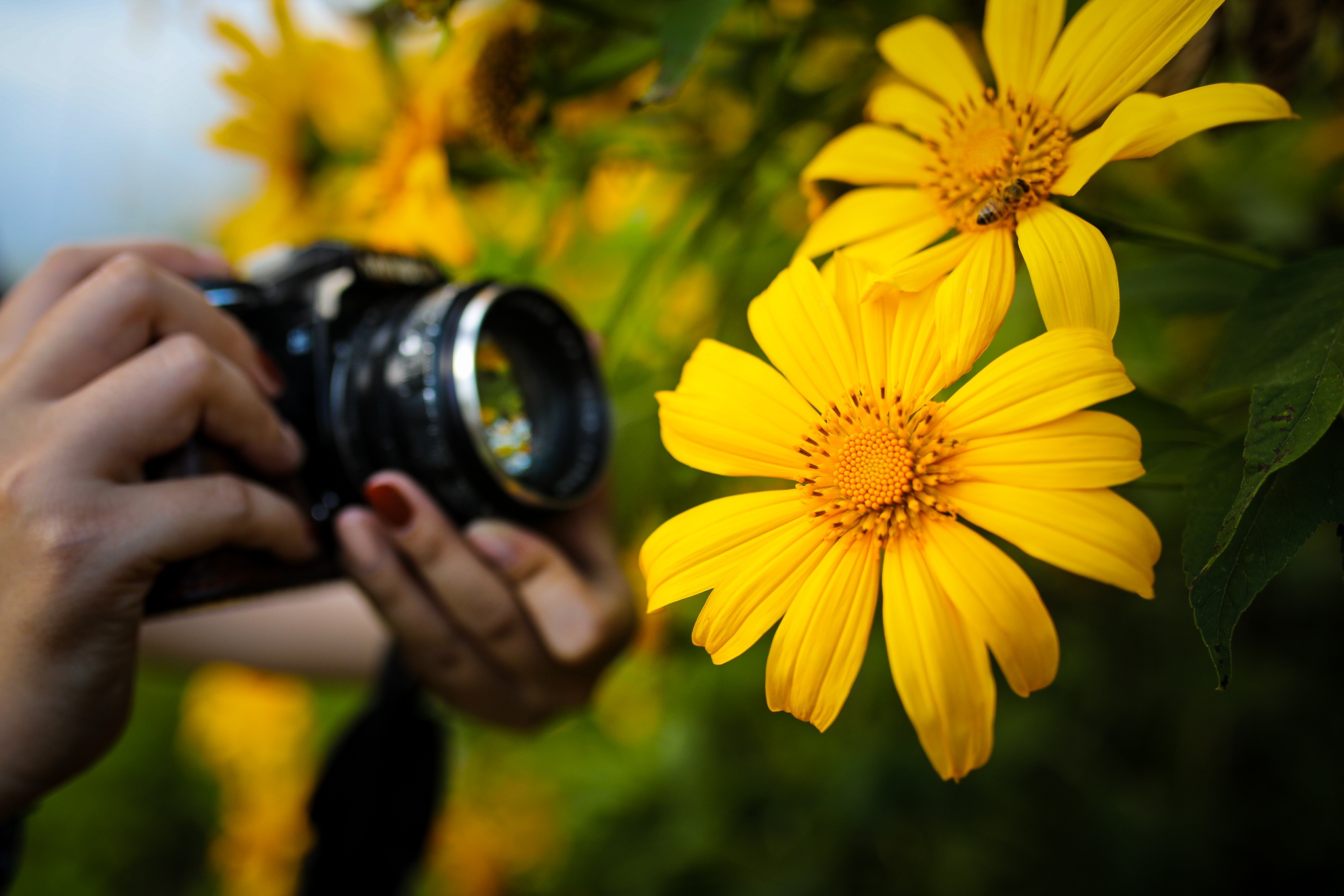 mua hoa da quy o Da Lat anh 14