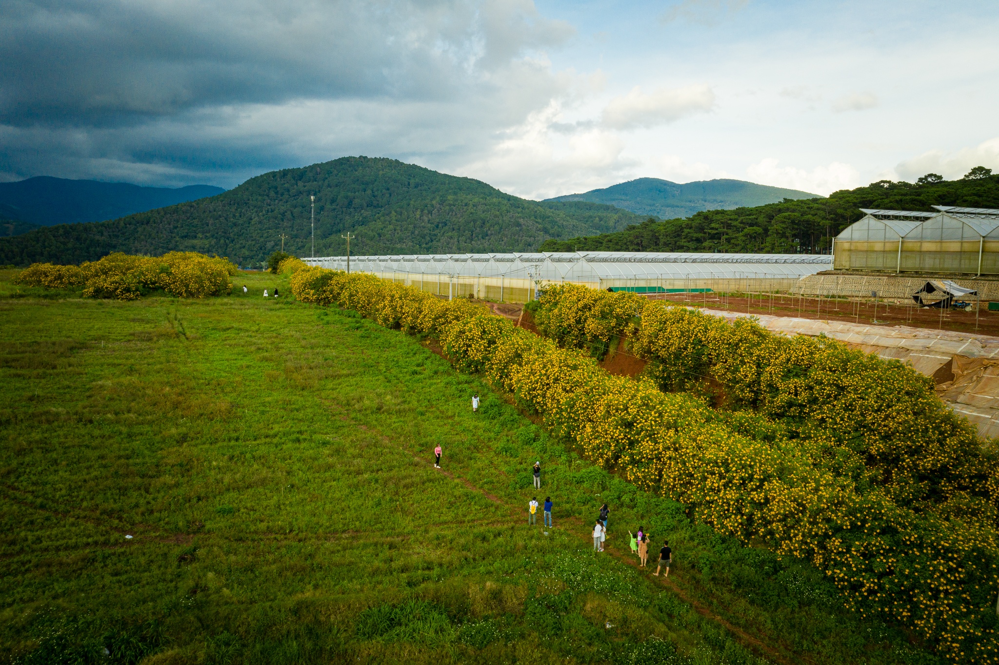 mua hoa da quy o Da Lat anh 16