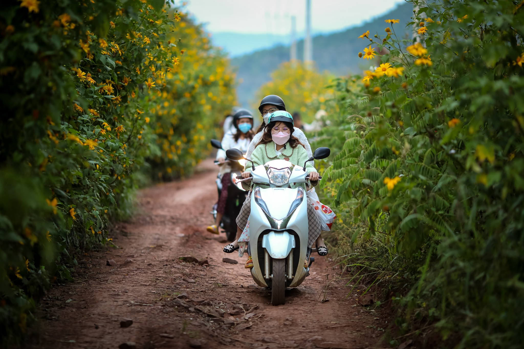 mua hoa da quy o Da Lat anh 12