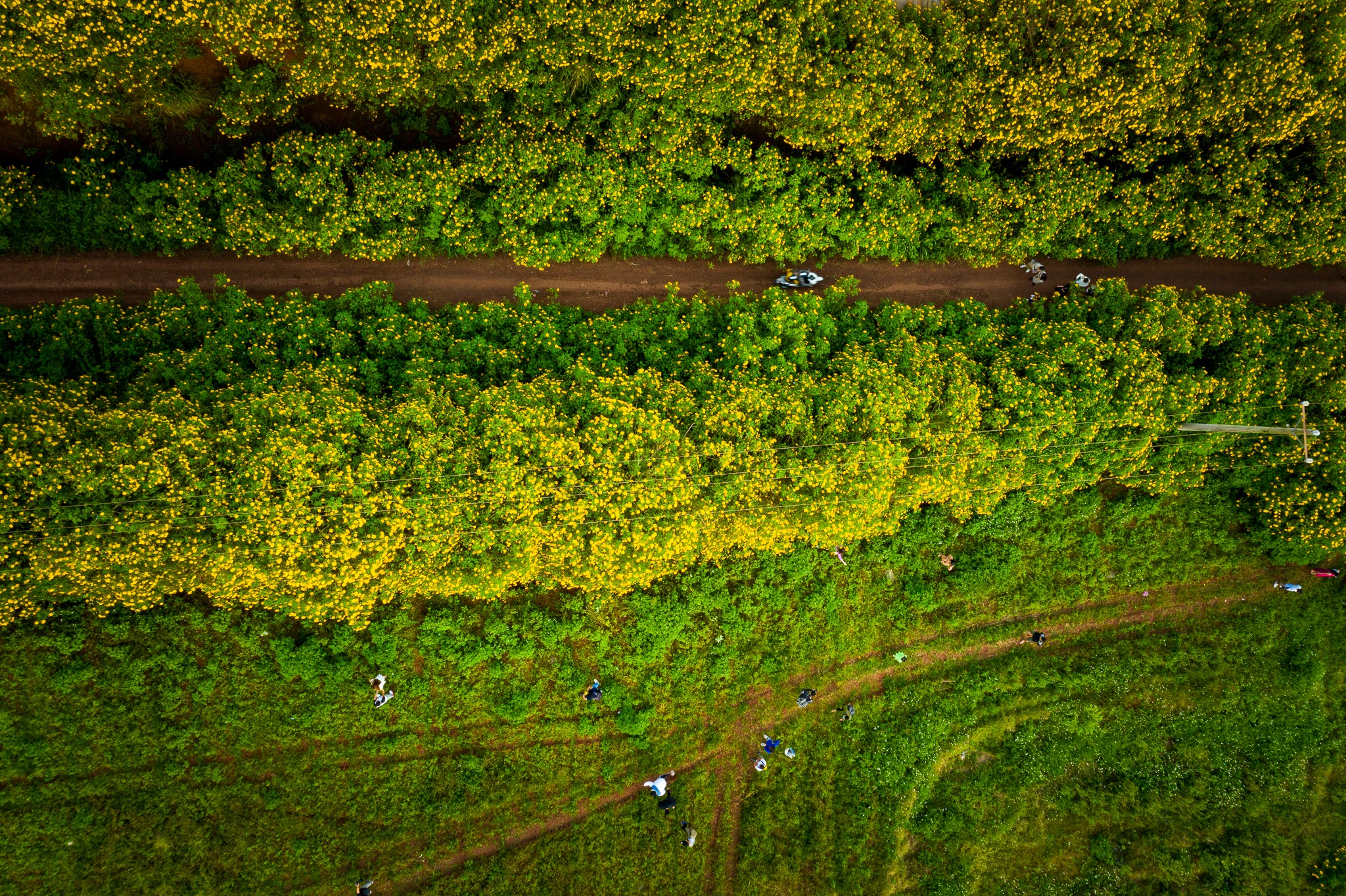 mua hoa da quy o Da Lat anh 20