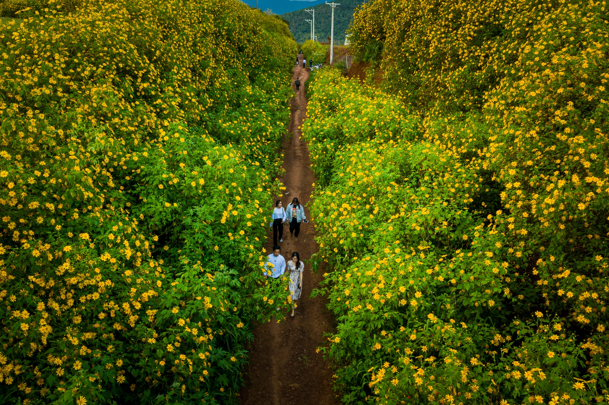 mua hoa da quy o Da Lat anh 9