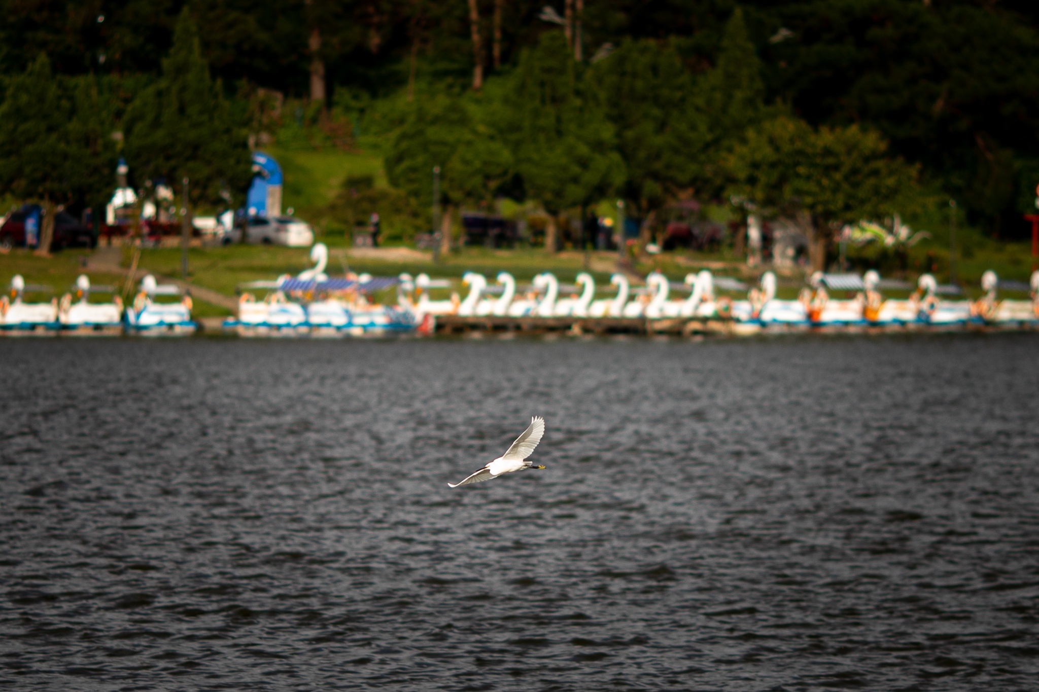 Da Lat vang ve anh 2