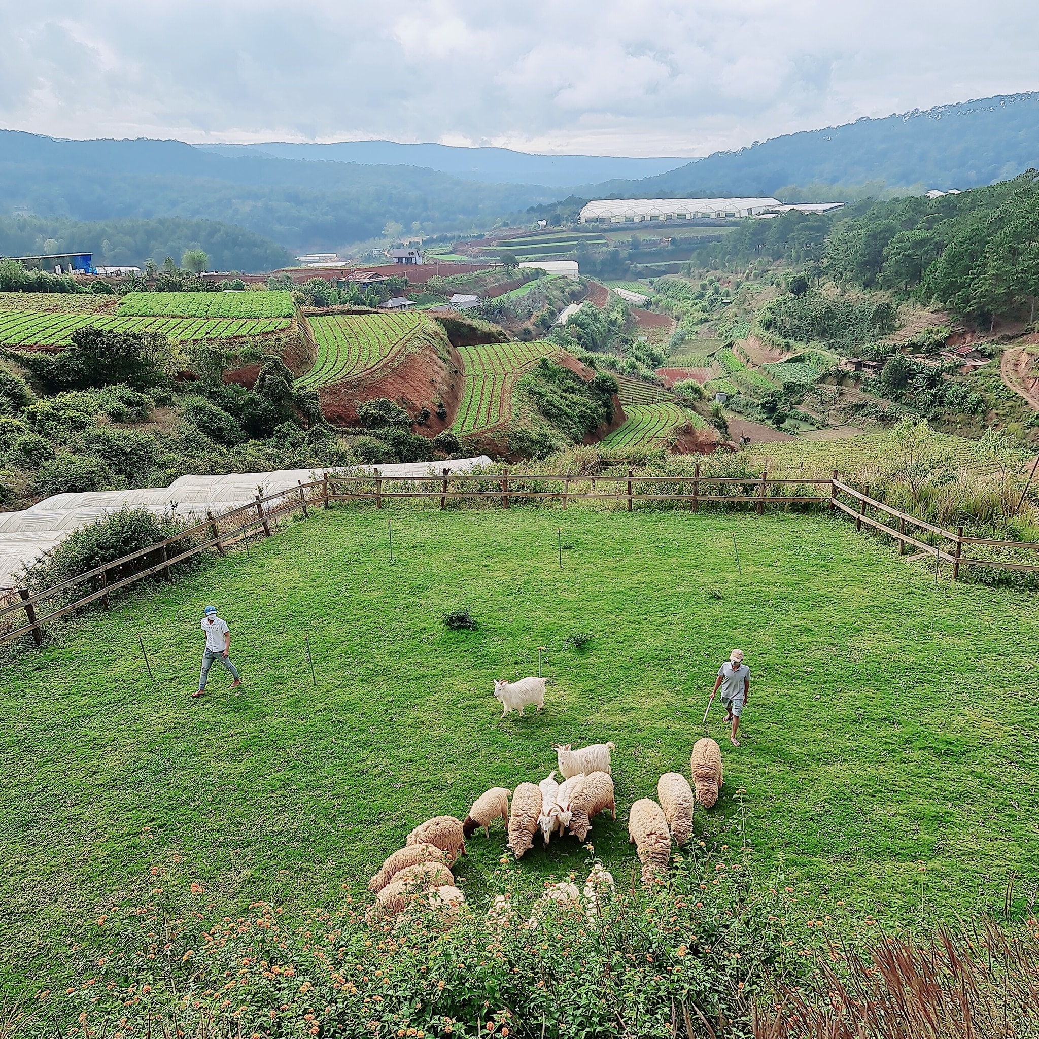 nong trai check in Da Lat anh 2