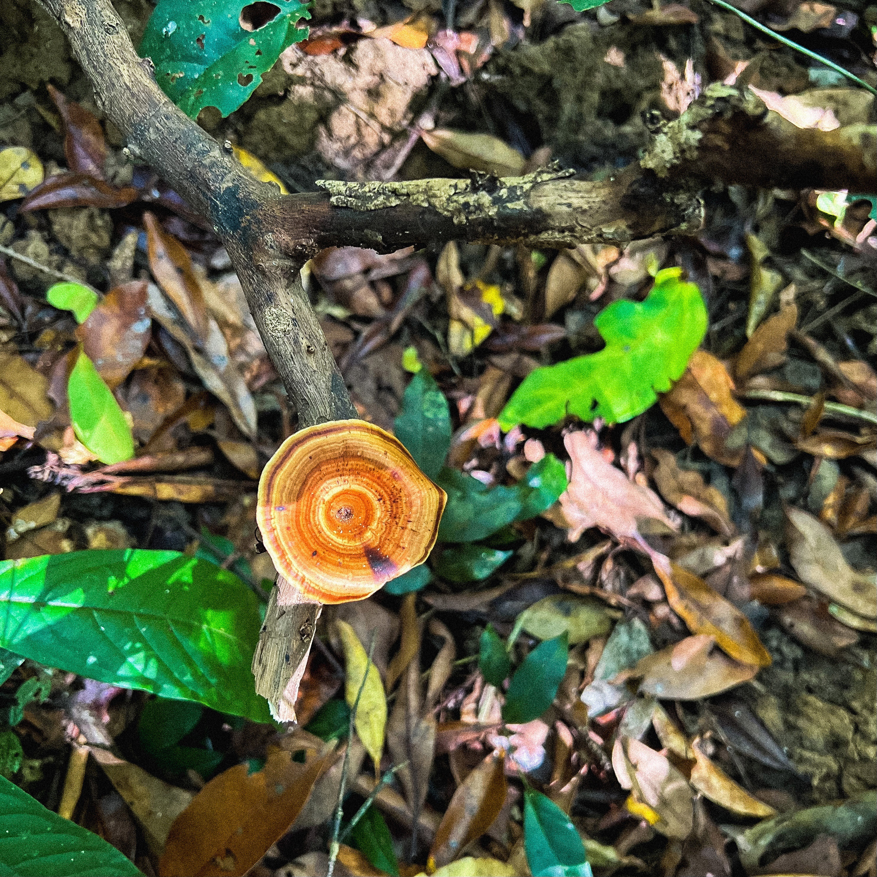 cắm trại gần TP.HCM ảnh 9 cam trai gan TP.HCM anh 9