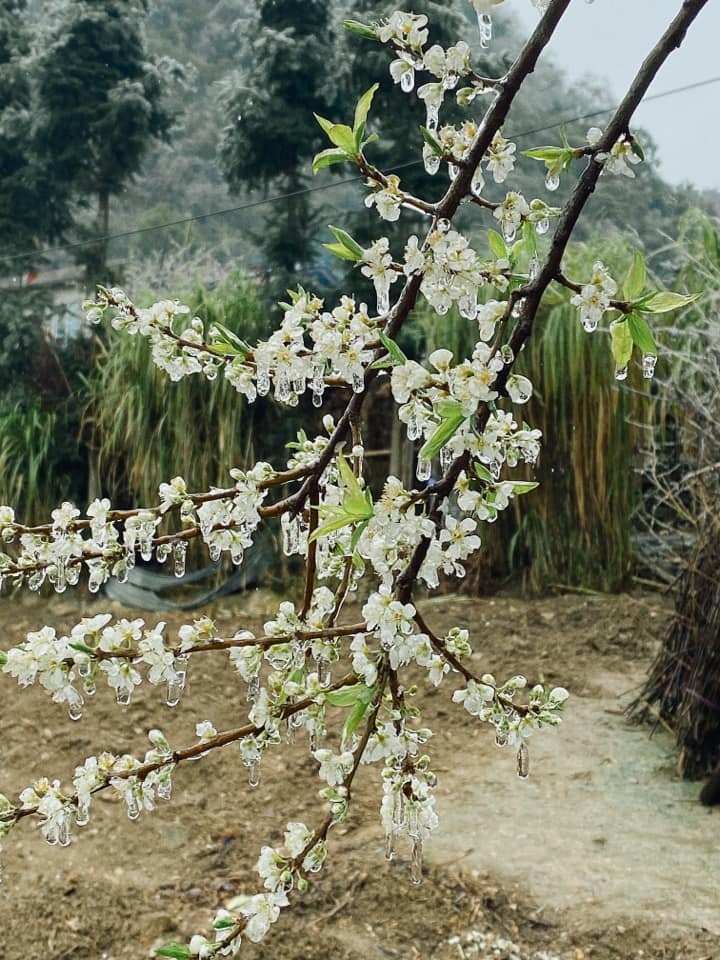 giới trẻ đi săn băng giá ảnh 8 gioi tre di san bang gia anh 8