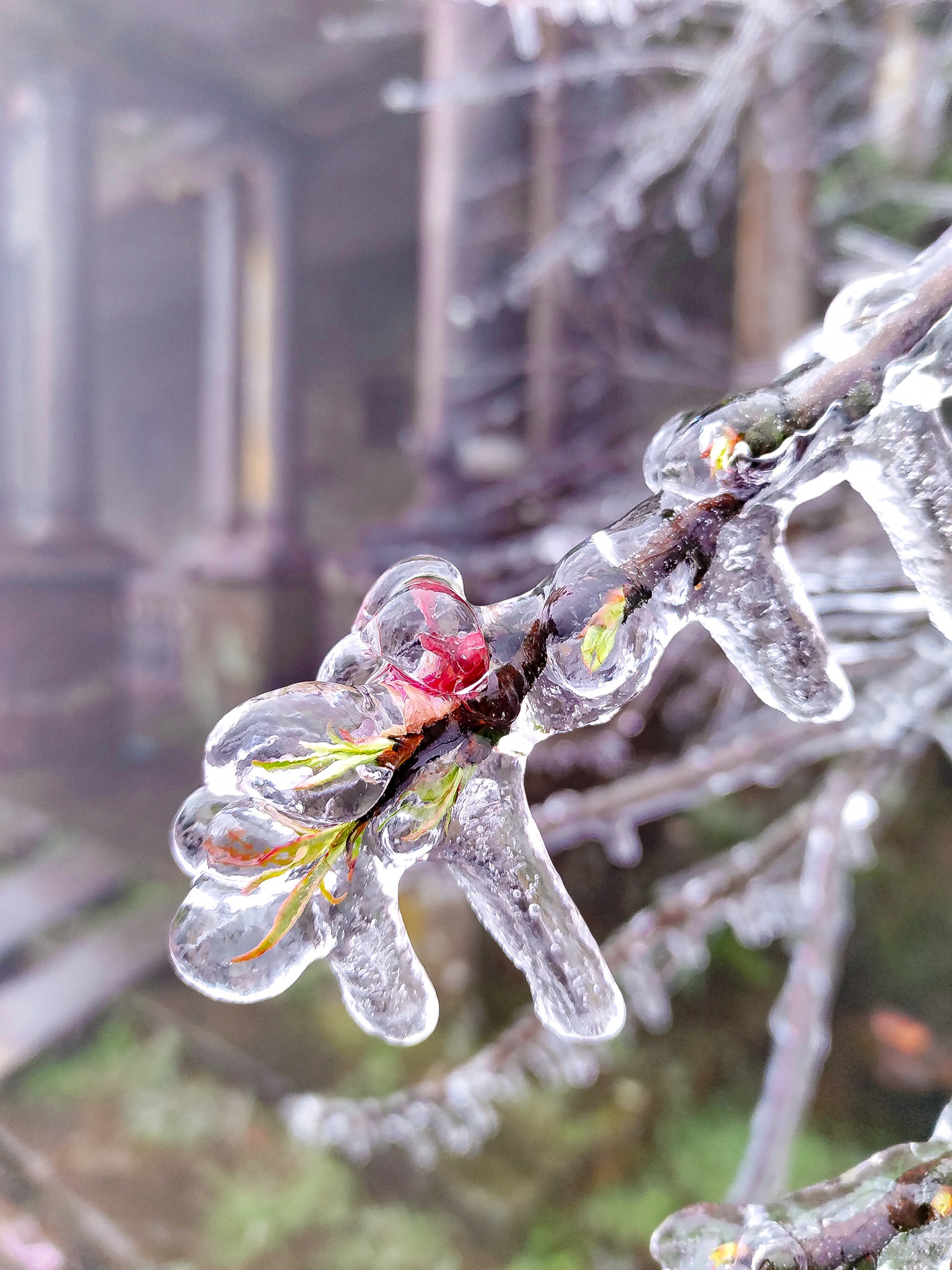 giới trẻ đi săn băng giá ảnh 6 gioi tre di san bang gia anh 6