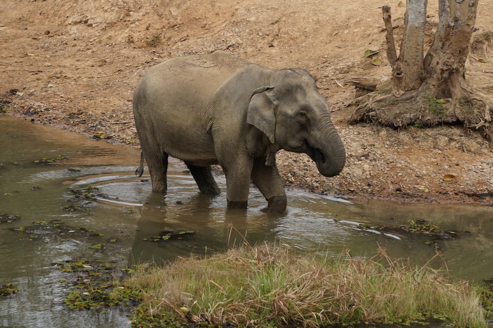 5 khu bao ton dong vat hoang da o Dong Nam A hinh anh