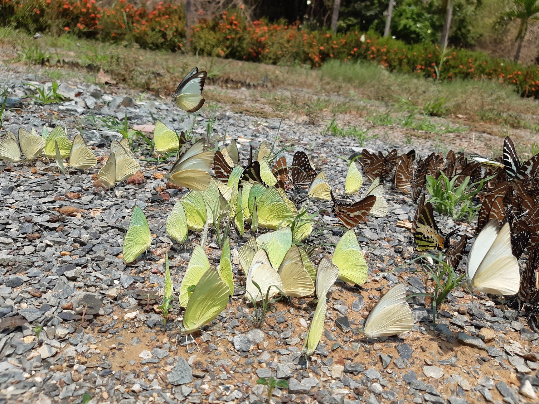 du lich Tay Ninh anh 3