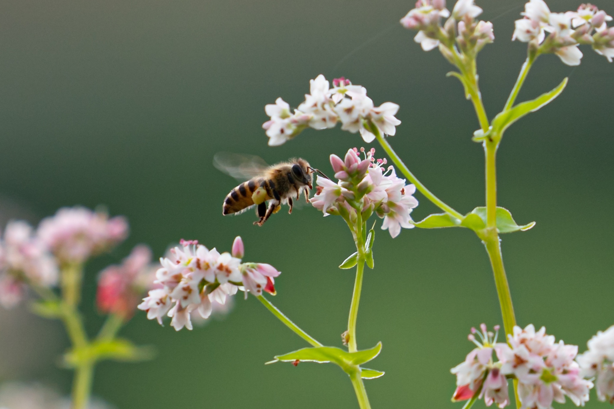 du lich Ha Giang anh 5