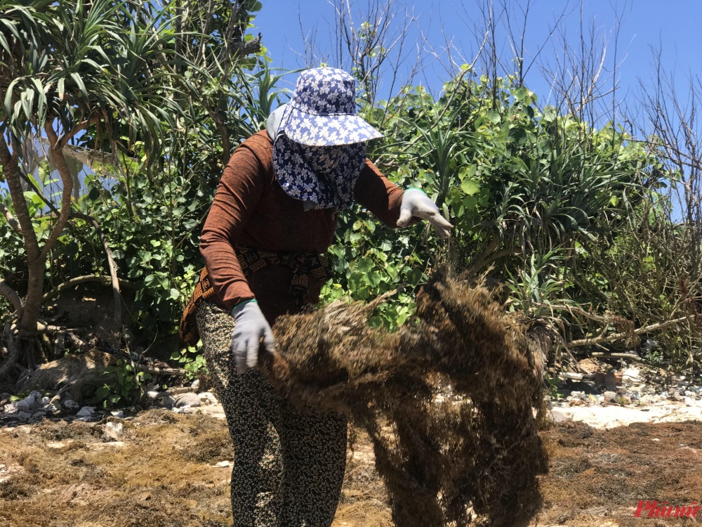 rong mơ miền Trung ảnh 2 rong mo mien Trung anh 2