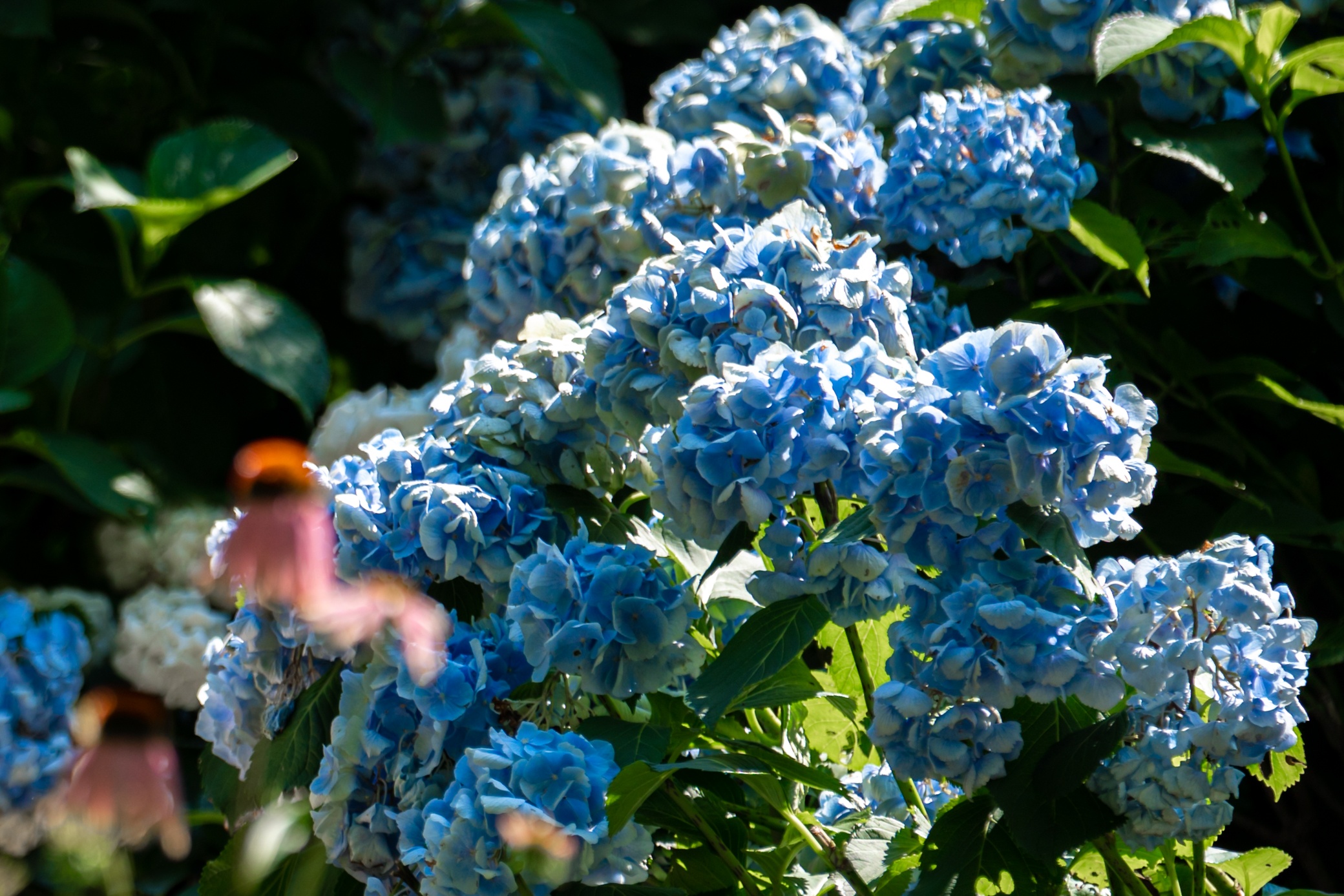 cam tu cau o Jeju anh 2