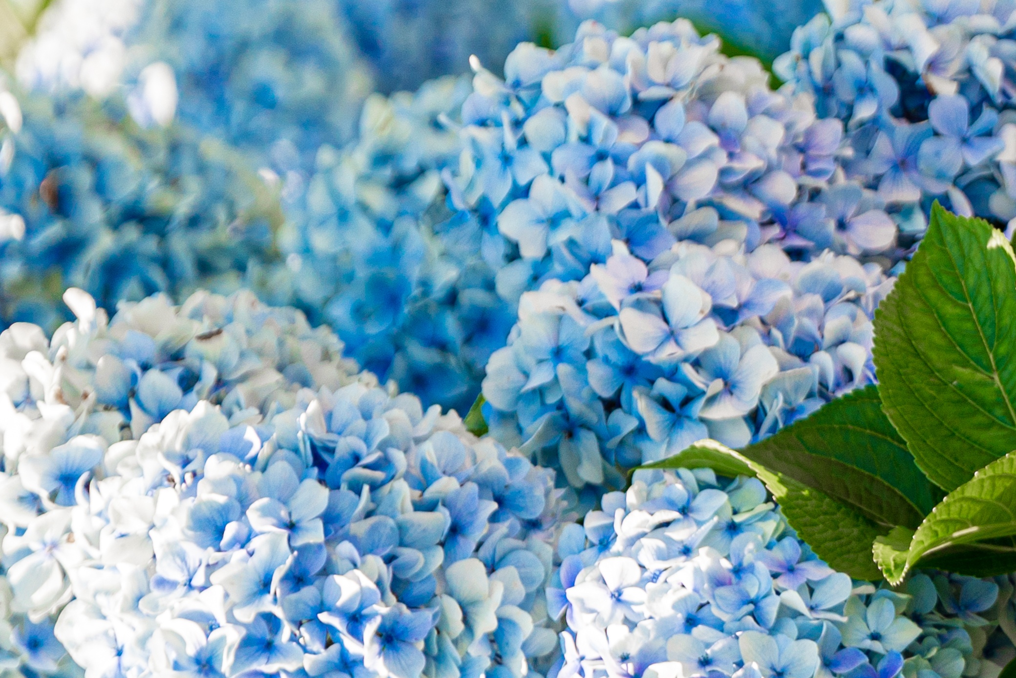 cam tu cau o Jeju anh 3