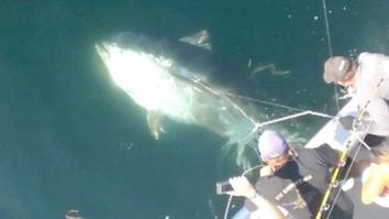 Cau duoc ca nang hon 400 kg hinh anh