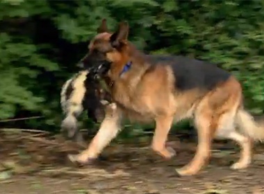 Clip hai: Cho san chon hoi hinh anh