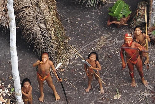 Bo lac bi an o Peru ra ngoai de xin thuc an hinh anh