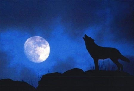 Giai ma tieng tru ron nguoi cua cho soi hinh anh