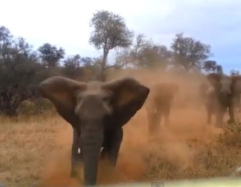 Voi hung hang huc do o to hinh anh