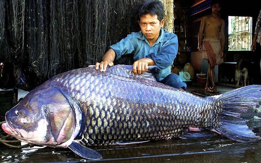 Nhung 'ga khong lo' trong tu nhien hinh anh