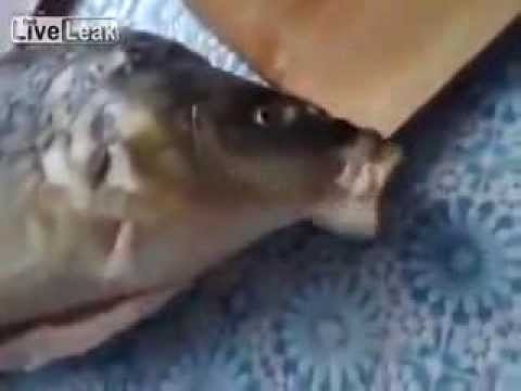 Ca chet biet hat hinh anh